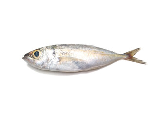 Horse Mackerel fish isolated on white background, selective focus