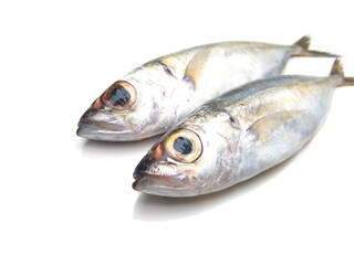 Horse Mackerel fish isolated on white background, selective focus