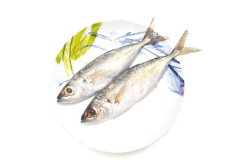 Horse Mackerel fish isolated on white background, selective focus
