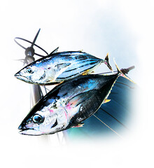 Tuna and skipjack graphic image with Japanese fishingboat sail. 鰹と鮪の発情色風画像処理画像と漁船のスパンカを組み込んだイメージ画像。