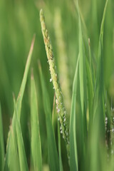 Japanese young green ear of rice plant. 青々と実る若い稲の束の隙間から除く若い稲穂。 