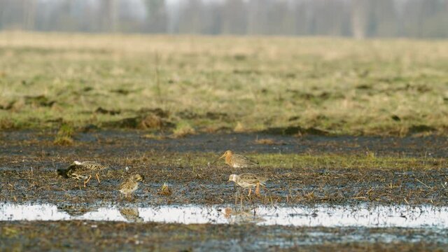 Black-tailed godwit and a flock of ruff birds during spring migration on wetlands flooded meadow feeding