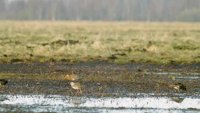 Black-tailed godwit and a flock of ruff birds during spring migration on wetlands flooded meadow feeding