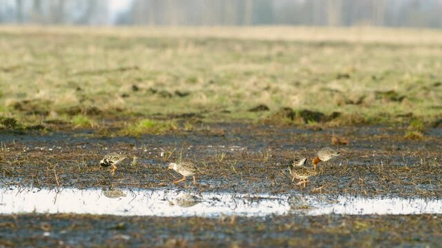Black-tailed godwit and a flock of ruff birds during spring migration on wetlands flooded meadow feeding