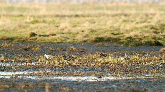 Black-tailed godwit and a flock of ruff birds during spring migration on wetlands flooded meadow feeding