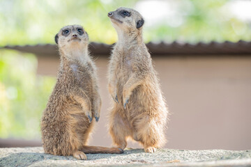 ミーアキャット　和歌山　白浜　アドベンチャーワールド