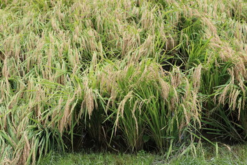 Rice plant ready for the harvest. まだ収穫には少し早いよく実った稲田。