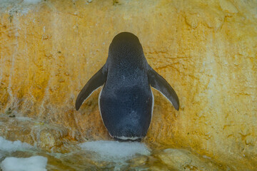 ペンギン　和歌山　アドベンチャーワールド