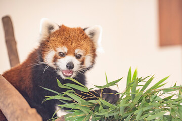 レッサーパンダ　和歌山　白浜　アドベンチャーワールド