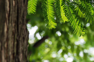 green fern leaves