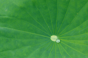 close up of green leaf