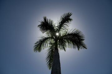 Fototapeta na wymiar Palms wallpaper. Tropical palm coconut trees on sky, nature background.