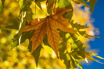 Fall maple leaves