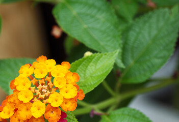 flower in the garden