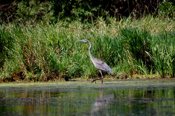 Fototapeta premium great blue heron in the marsh