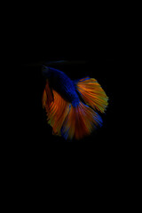 Two fighting fish blue and red on black background