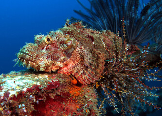A Bearded Scorpionfish camouflaged on a wreck Boracay Island Philippines