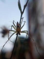 spider on a web