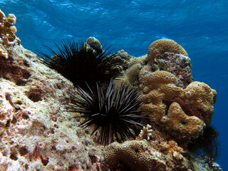 Black Diadema Urchin on rocks in a shallow reef Boracay Island Philippines