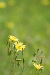 bee on a dandelion