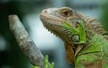 lizard, animal, green lizard with blur background
