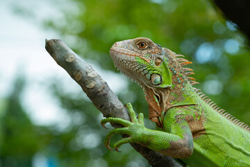 lizard, animal, green lizard with blur background