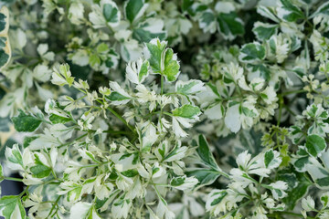 closeup white spotted leaves, green leaf texture