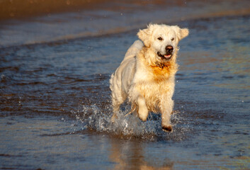 golden retriver on the beach
