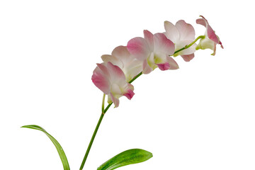Orchids with dendrobium types have soft white and purple flowers, isolated on white background, copy space