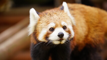 レッサーパンダ