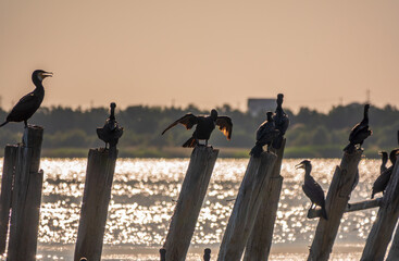 A flock of cormorants sits on a old sea pier in orange sunset light