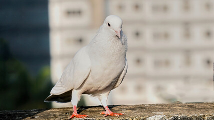 White Pigeon