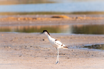 The pied avocet, Recurvirostra avosetta, is a large black and white wader with long, upturned beak