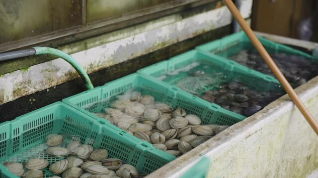Cockles Shellfish in Fish Market in Japan, Kada Port Wakayama