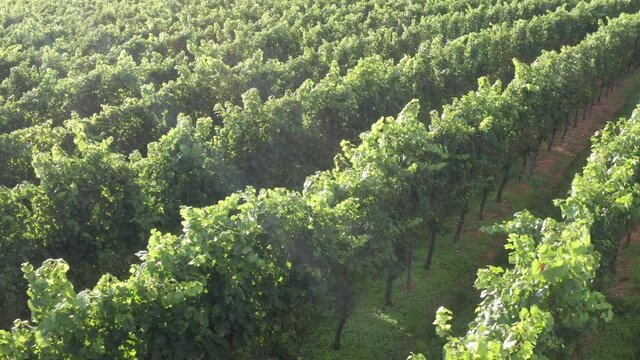 Beautiful vineyard during golden hour light. Aerial of wine production in warm light.