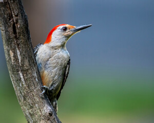 Red Belly Woodpecker