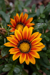 Beautiful yellow flower with another one blurred in the background