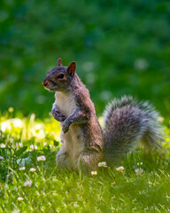 Eastern Grey Squirrel