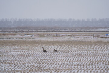 雪の中にたたずむ雁　餌を探す雁