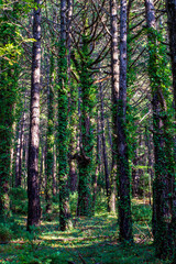 Fototapeta na wymiar Pine forest in mountains