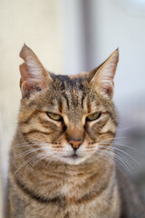 Cat loves posing for camera