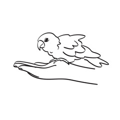 closeup hand holding parrot illustration vector isolated on white background line art.