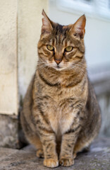 Cat loves posing for camera