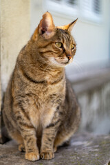 Cat loves posing for camera