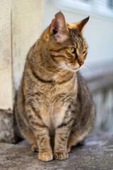Cat loves posing for camera