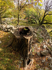 Small tree growing from old tree stump