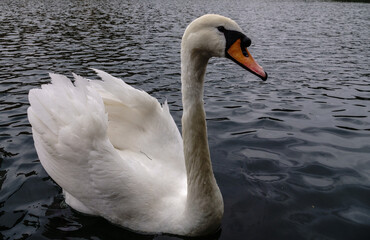 A graceful white swan swimming on a lake with dark water. The white swan is reflected in the water