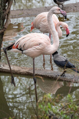The greater flamingo, Phoenicopterus roseus, standing in water on lake shore.