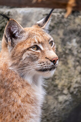 Portrait of The Eurasian lynx close-up, lat. Lynx lynx