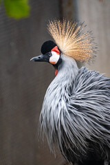 Beautiful Grey Crowned Crane, lat. Balearica regulorum, bird with blue eye and red wattle